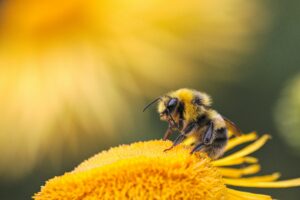 Leia mais sobre o artigo Como a biotecnologia pode ajudar a salvar as abelhas
