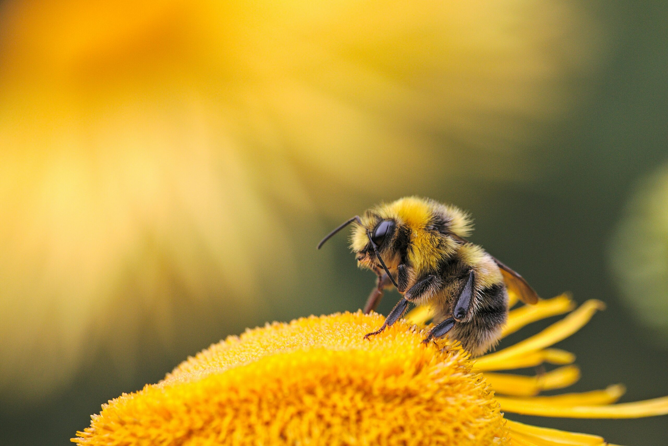 Você está visualizando atualmente Como a biotecnologia pode ajudar a salvar as abelhas