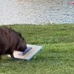 What the capybara case at USP can teach us about biosafety