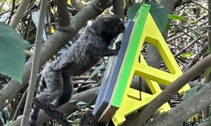 Read more about the article Studying animals in the wild