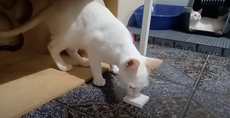 Felis catus