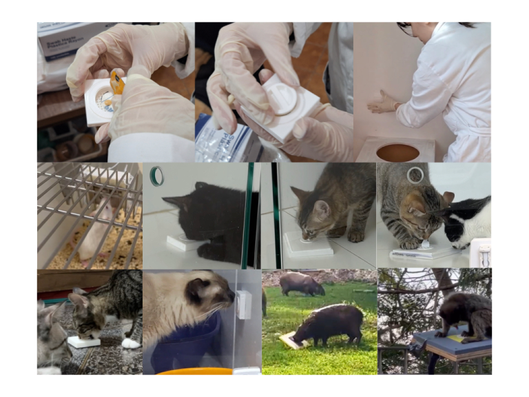 Leia mais sobre o artigo Projeto S.W.A.B. é destaque no site do ICB-USP