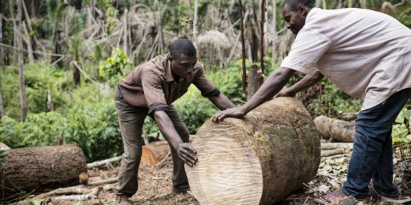 Mathieu Atangana (right) and Fabrice Assomo (left) are both charcoal burners. They are moving cut trees for burning near the village of Mbedoumou, Central Region, Cameroon.      Photo by Ollivier Girard/CIFOR    cifor.org  blog.cifor.org  If you use one of our photos, please credit it accordingly and let us know. You can reach us through our Flickr account or at: cifor-mediainfo@cgiar.org and m.edliadi@cgiar.org